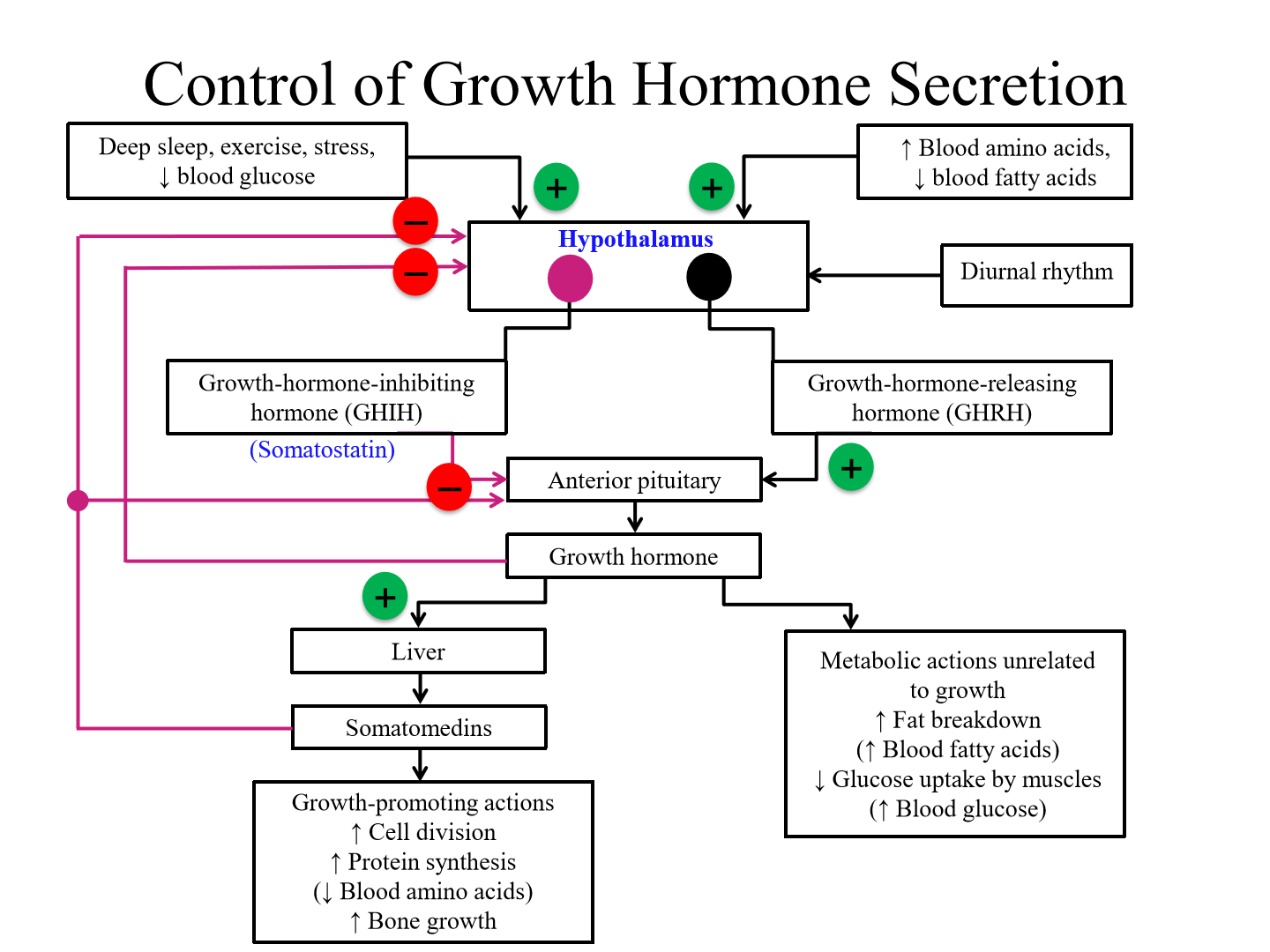 <p>Growth hormone inhibiting hormone (somatostatin)</p><p>Growth hormone releasing hormone</p>