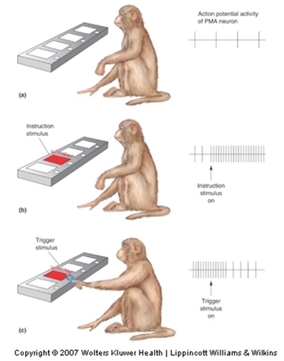 <p>Activity in the PMA ___________ activity in M1 and coincides with movement planning/anticipation</p>