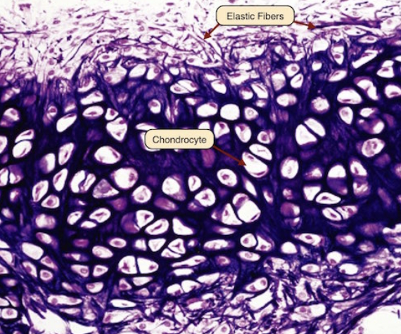 <p><strong>-netlike pattern of fibers</strong></p><p><strong>-functions </strong>→ <strong>provides flexible framework </strong></p>