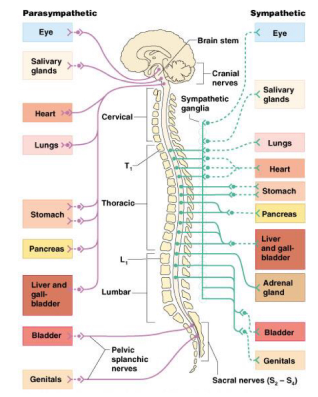 <p>Anatomy of autonomic nervous system </p>