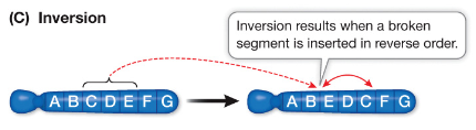 <p>A mutation that results from the rejoining of a segment that broke and flipped, so that it runs in the opposite direction (180° turn).</p>