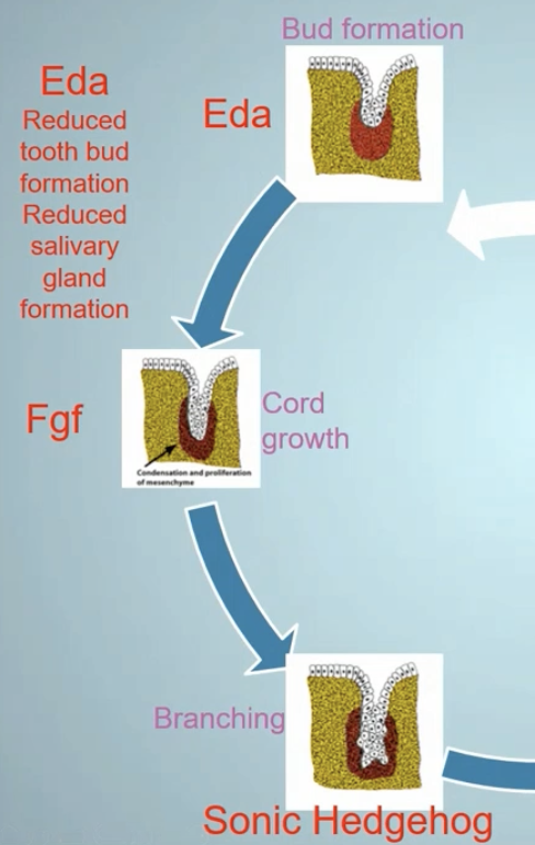 <ol><li><p>Deficient in producing EDA from the mesenchymal cells </p></li><li><p>the epithelial cells are deficient in making receptors</p></li><li><p>Often tend to lack production of fibroblast growth factor to cause the elongation of the bud</p></li></ol><p></p>