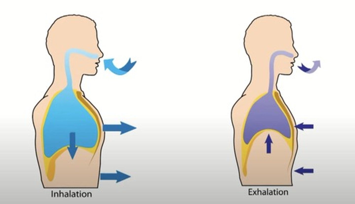 <p>Air flows from the atmosphere into the lungs.</p>