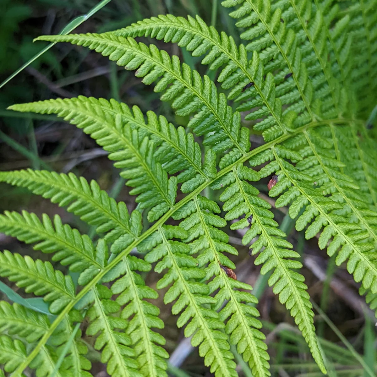 <p>Found in the shade throughout the growing season are numerous ()s and <strong>()</strong> allies.</p>