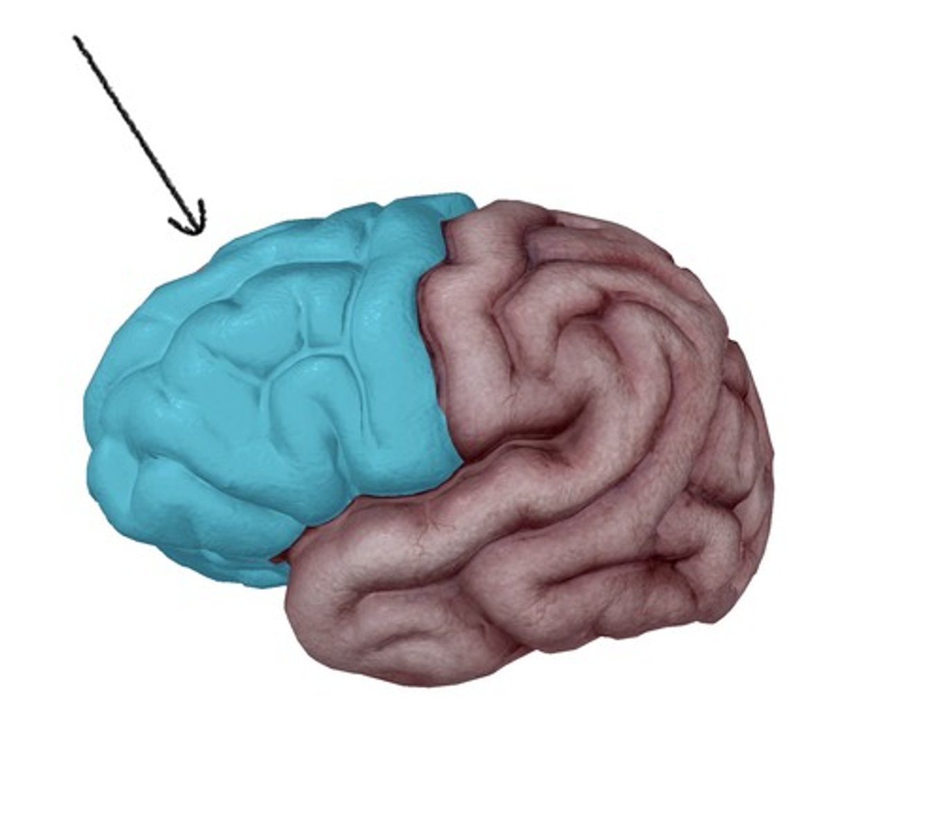 <p>reasoning, problem-solving, planning, and control</p>