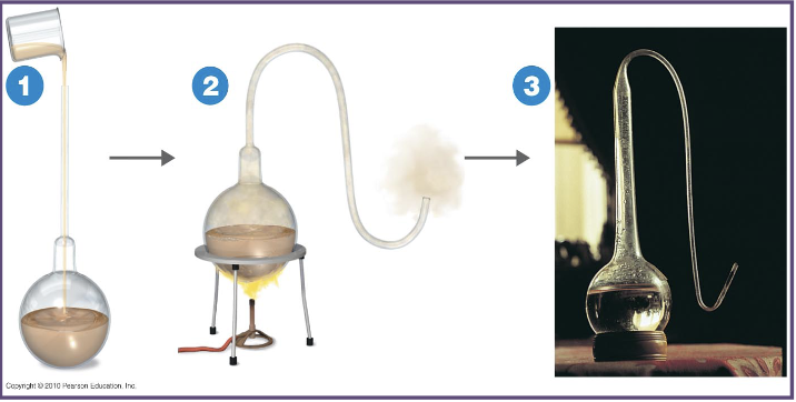 <p>what did Louis Pasteur demonstrate using a swan neck flask?</p><ul><li><p>what did he show about micro-organisms responsible for food spoilage?</p></li></ul><p></p>