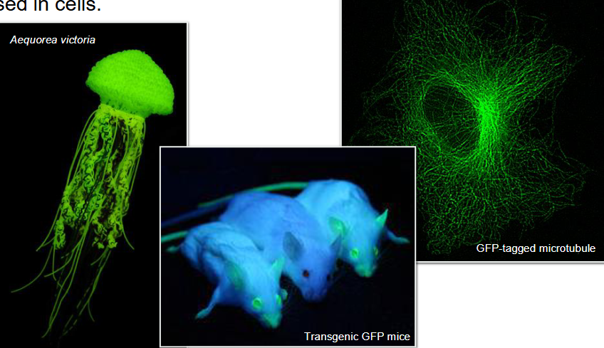 <ul><li><p class=""><strong>Green Fluorescent Protein (GFP)</strong> from <em>Aequorea victoria</em> (jellyfish)</p></li><li><p class=""><strong>GFP gene</strong> is fused with gene that codes for <strong>target protein</strong></p></li><li><p class="">Fusion protein is <strong>expressed in cells</strong></p></li><li><p class="">Allows <strong>visualization</strong> of protein's <strong>location</strong>, <strong>movement</strong>, and <strong>dynamics</strong> using <strong>fluorescence microscopy</strong></p></li><li><p class="">Common tool in <strong>cell biology</strong> for studying <strong>protein localization</strong>, <strong>organelle tracking</strong>, and <strong>cell behavior</strong></p></li></ul><p></p>