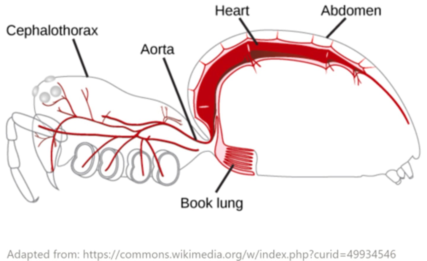 <p>their flat vascularized sheet membranes provide a large surface area for respiration</p>