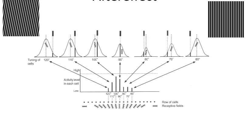 <p><span style="background-color: inherit; line-height: 20.7px; color: windowtext;"><span>The more neuron responds, the more neuron fatigues</span></span><span style="line-height: 20.7px; color: windowtext;"><span> </span></span></p><p class="Paragraph SCXO5799332 BCX0" style="text-align: left;"><span style="background-color: inherit; line-height: 20.7px; color: windowtext;"><span>The neuron that best responds to vertical lines, is not the one that responds the most as fatigues</span></span><span style="line-height: 20.7px; color: windowtext;"><span> </span></span></p><p class="Paragraph SCXO5799332 BCX0" style="text-align: left;"><span style="background-color: inherit; line-height: 20.7px; color: windowtext;"><span>The lines around it has less adapted, so responds more, biases the orientations to the left when is in fact vertical </span></span><span style="line-height: 20.7px; color: windowtext;"><span> </span></span></p>