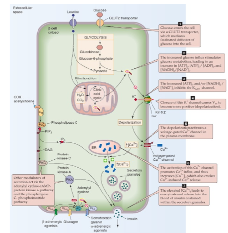 <p>Glucose (major), amino acids (leucine) (steps):</p><p></p><p>Glucose enters (via Glut-2) as well as Leucine →&nbsp;↑ATP &amp; ↑NADH/NAD+ ratio →inhibits K+ channels→&nbsp;↓K+ efflux →&nbsp;cell depolarization →&nbsp;Opens the voltage-gates Ca2+ channels →&nbsp;↑ Ca2+ influx → ↑ Ca2+ release from ER → insulin exocytosis</p><p></p><div data-type="horizontalRule"><hr></div><p>Adenylyl cyclase/cAMP pathway:</p><ul><li><p>Activation (Gs)</p><ul><li><p>glucagon</p></li><li><p>β2-adrenergic receptors (epi,NE)</p></li><li><p>GLP-1</p></li></ul></li><li><p>Inhibition (Gi)</p><ul><li><p>α2-adrenergic receptors (Epi, NE)</p></li><li><p>somatostatin</p></li></ul></li></ul><p></p><div data-type="horizontalRule"><hr></div><p>Phospholipase C pathway:</p><ul><li><p>Gq signal cascade (DAG/IP3)</p></li><li><p>Ach, CCK</p></li></ul><p></p>