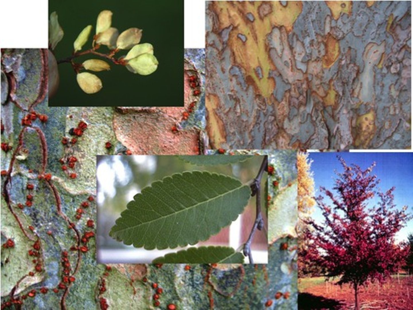 <p>Ulmus parvifolia <br>Ulmaceae</p>