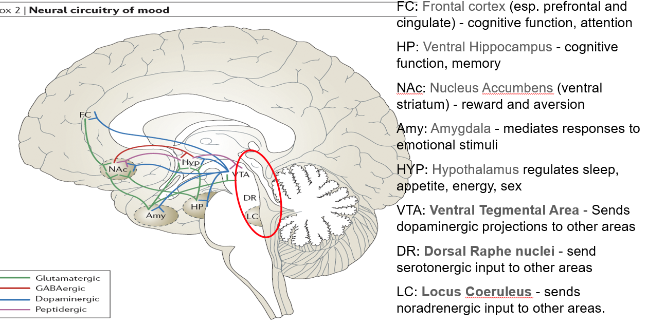 <ul><li><p>Part of the <strong>ventral striatum</strong></p></li><li><p>Regulates <strong>reward</strong>, <strong>motivation</strong>, and <strong>aversion</strong></p></li><li><p>Involved in <strong>pleasure-seeking behaviors</strong> (relevant in mood and addiction)</p></li></ul><p></p>