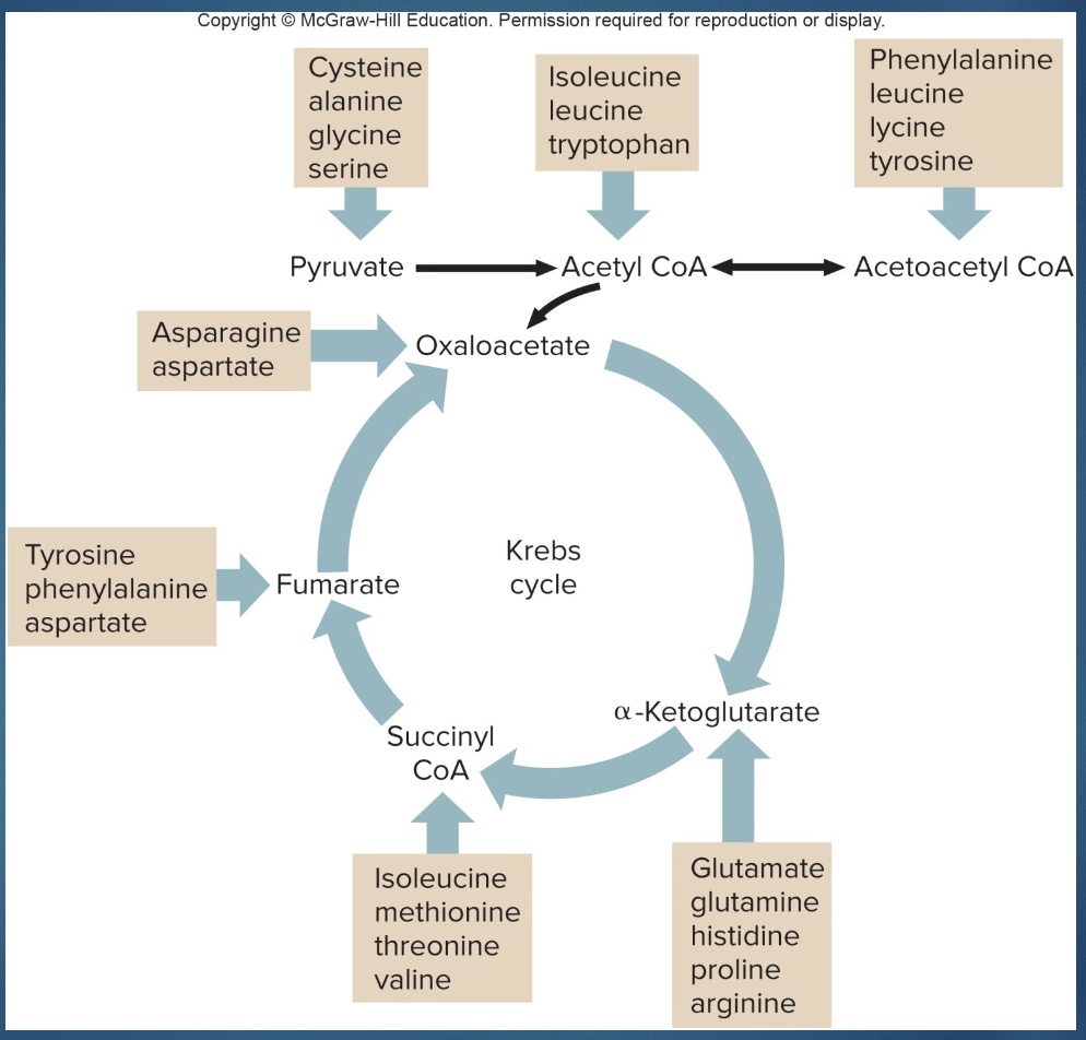 <p>*deaminate AA in the liver, what left can become other molecules (pyruvate or acetyl CoA) that can go into metabolism/Krebs</p><p>*can come into beginning or middle</p>