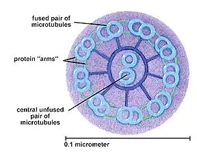 <ul><li><p>They are small hair like protrusions from the cell are surrounded by the cell surface membrane</p></li><li><p>They contain microtubes which are in a 9+2 arrangement</p></li></ul>