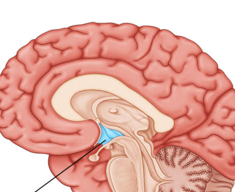 <p>maintains homeostasis</p>