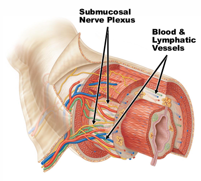 <p>Blood, lymphatic vessels, network of nerve cells</p>