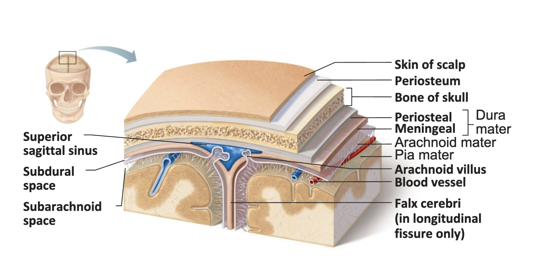 <p>• Bone (skull) \n</p><p>• Membranes (meninges)</p><p>-dura mater</p><p>-arachnoid mater</p><p>-pia mater  \n</p><p>• Watery cushion (cerebrospinal fluid) \n • Blood-brain barrier</p>