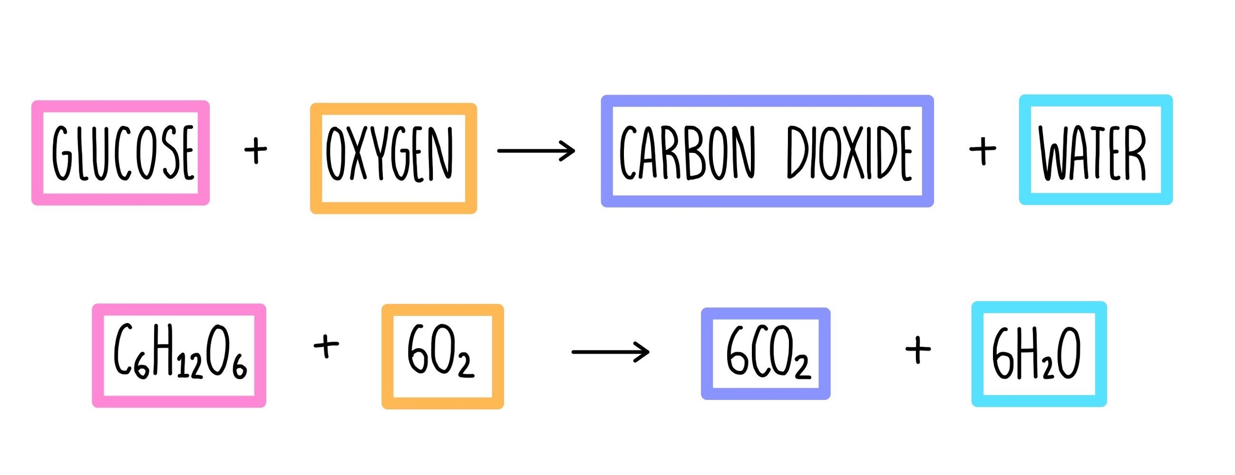 <p>C6H12O6 (glucose) + 6O2 ➞ 6CO2 + 6H2O + Energy</p>