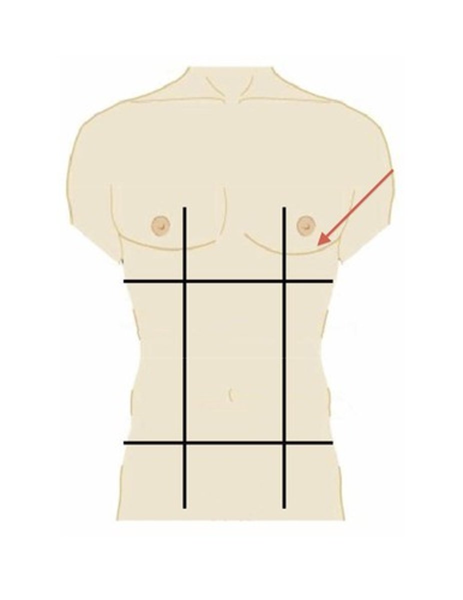 <p>left lateral region just below the ribs</p>