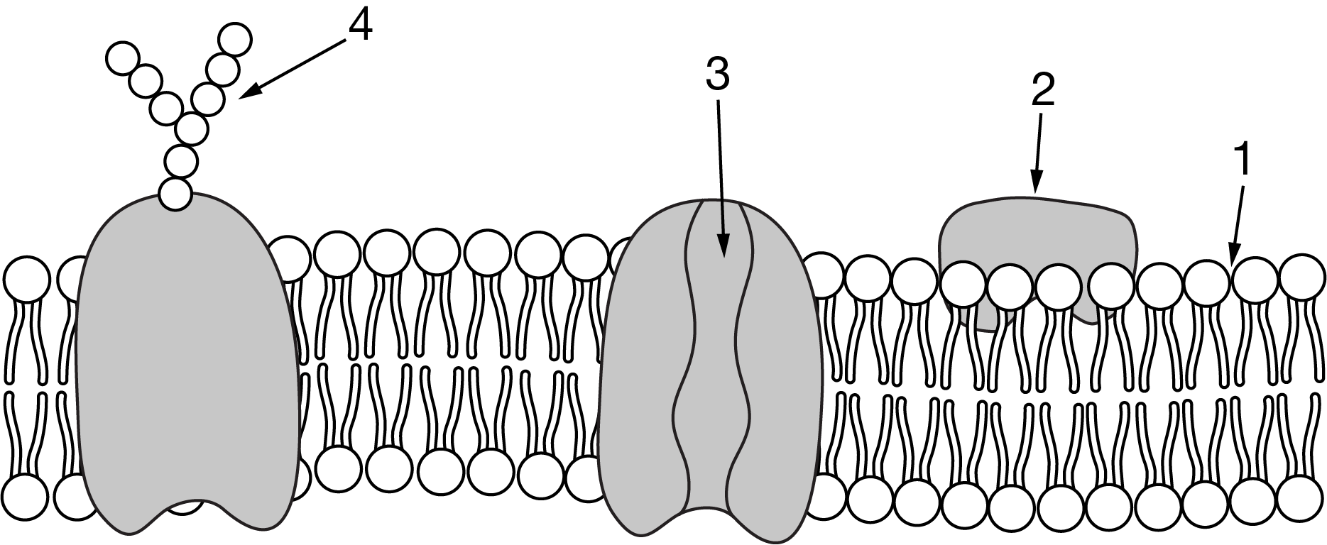 <p>Figure 1. Testosterone movement across the cellular membrane</p><p>Testosterone is a small steroid hormone that is important in cell signaling. Which of the following describes where testosterone enters a cell and why it is able to cross at that point?</p>
