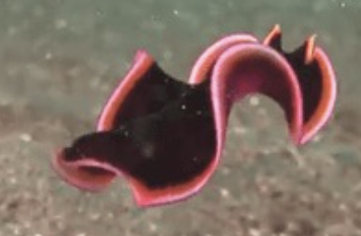 <p>Platyhelminthes; free-living carnivores; aquatic and terrestrial flatworms; move by undulation or gliding along secreted mucus layer; Planarians common in ponds and streams; some reproduce asexually by splitting down the middle</p>