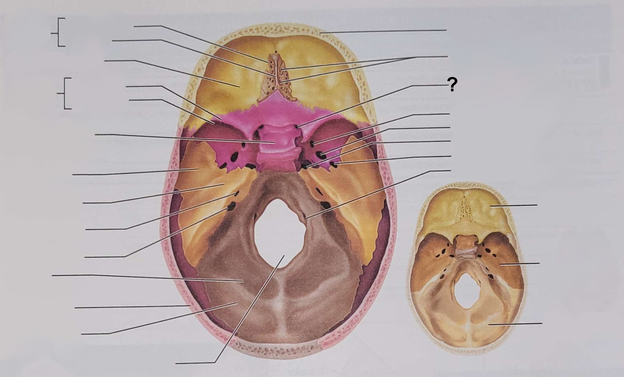 <p>Name the indicated structure</p>