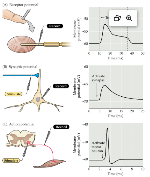 <p>which graph is a receptor potential, synaptic potential, and action potential?</p>