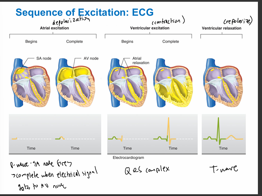 <p>definition- electrical currents generated by coordinated AP of heart muscle can reach surface of body and be detected as voltage differences b/n 2 points on the body surface </p><ul><li><p>disturbances in heart fxn can be seen as changes in ECG</p></li></ul><p>waveforms: </p><ul><li><p>p-wave- depolarization of atria </p></li><li><p>qrs complex- depolarization of ventricles </p></li><li><p>t-wave- repolarization of ventricles </p></li></ul><p></p>