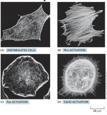 <p>related GTPases are regulators of actin shapes</p><p>these proteins can be active in different parts of the cell to create directional movement</p><p>these are effectors of various signaling cascades</p><p>many of these GTPases are upregulated in cancer. how might this contribute to cancer progression?</p>