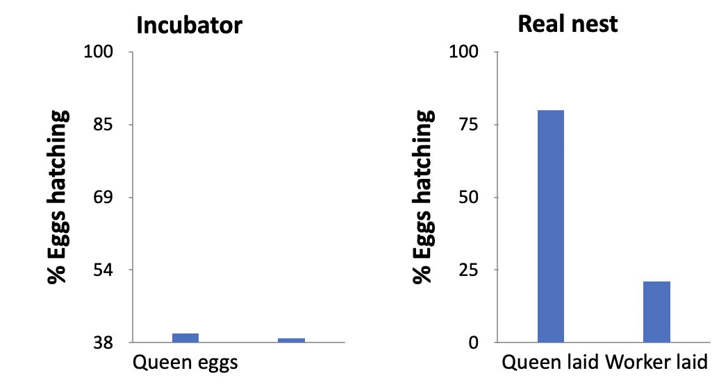 <ul><li><p>tested egg hatching rates in real nest instead of incubated</p></li><li><p>queen eggs are more likely to hatch</p></li></ul>