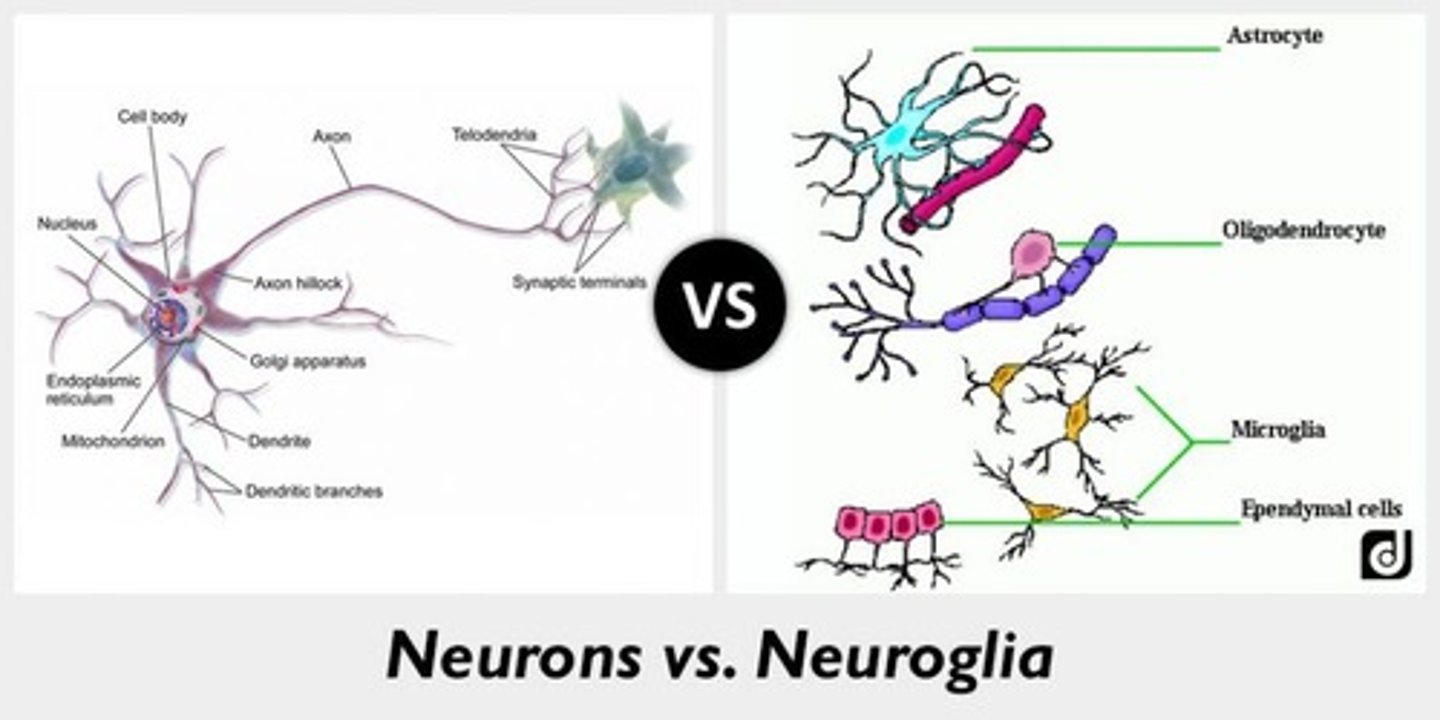 <p>False. When trying to reprogram Anaerobic glial cells to Aerobic neurons, reducing Oxidative Stress greatly increases the reprogramming efficiency.</p>