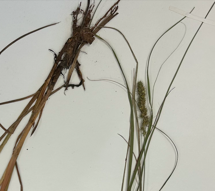 <p>Poales</p><p><span style="background-color: transparent;"><span>Cyperaceae</span></span></p><p><span style="background-color: transparent;"><em><span>Carex vulpinoides</span></em></span></p><p><span style="background-color: transparent;"><span>in fruit</span></span></p>
