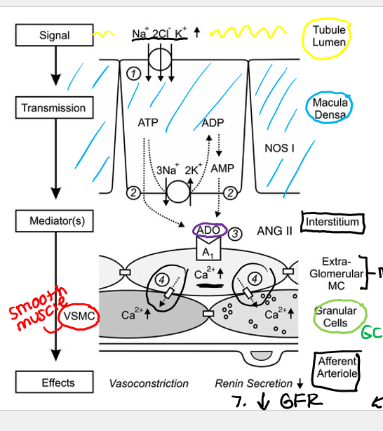 <ul><li><p>^ blood pressure = ^Pgc = ^ GFR</p></li></ul><ol><li><p>^ NaCl delivery to macula densa</p></li><li><p>NKCC2 ^ NaCl absorption into macula densa cells, not enough ATPases to get rid of extra Na+</p></li><li><p>macula densa cells swell</p></li><li><p>ATP/AMP are released into interstitium</p></li><li><p>ATP/AMP broken down into ADO (adenosine) and bind A1 receptors on mesangial cells</p><ol><li><p>= ^ cystolic Ca2+</p></li></ol></li><li><p>Ca2+ acts on VSMC (smooth muscle) and GCs (granular cells)</p><ol><li><p>= vasoconstriction and dec renin release</p></li></ol></li><li><p>dec GFP</p></li></ol><p></p>
