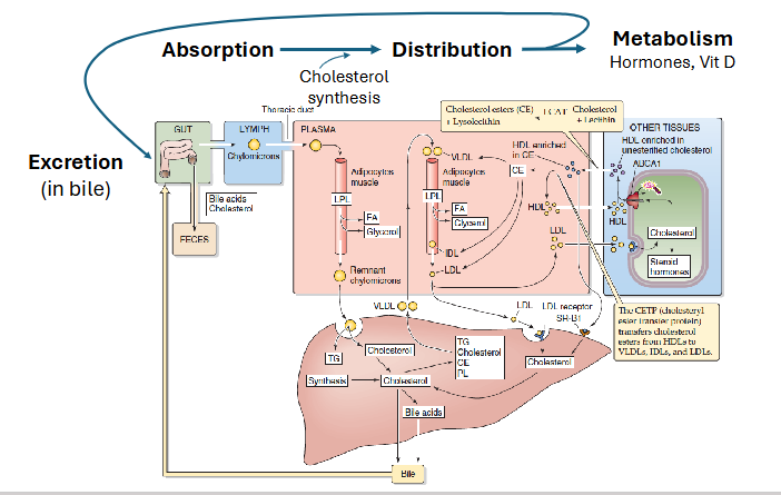<p>Cholesterol Homeostasis</p>