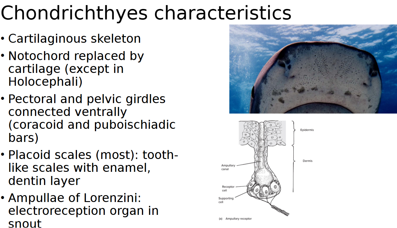 <p>organ that helps shark detect the electrical signal made during muscle contraction of other fish</p>
