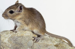 <p>GERBILS (Meriones unguiculatus)</p><p>Strain</p><p>Colour</p><p>Characteristics</p>