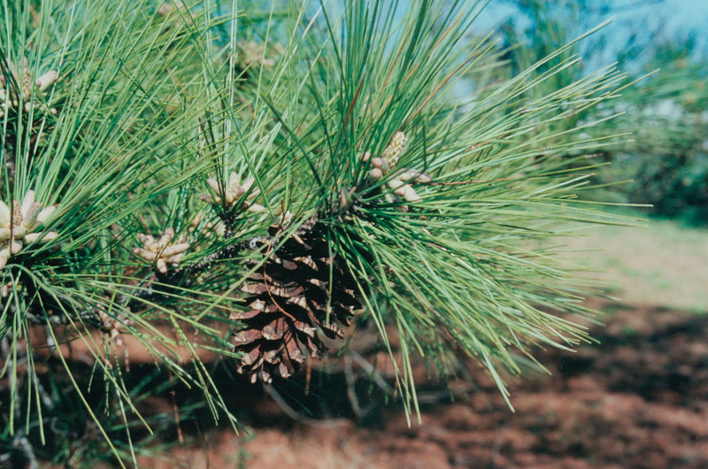 <p>Pinus taeda</p><p>Loblolly Pine</p>