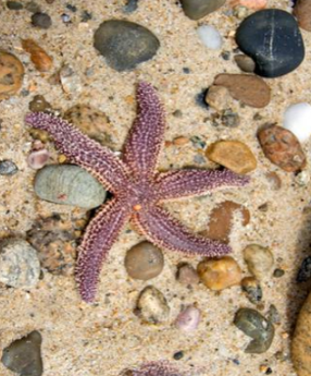 <p>Identify:</p><ol><li><p>what is it</p></li><li><p>group + phylums</p></li><li><p>characteristics</p></li><li><p>sea star tube feet</p></li></ol>