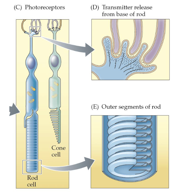 <p>We have two types of photoreceptor cells - rods and cones </p><p>Photoreceptors don’t send action potentials; they have graded potentials that regulate the amount of neurotransmitter (glutamate) they release</p><p>The discs in the outer segments contain the photopigment proteins </p>