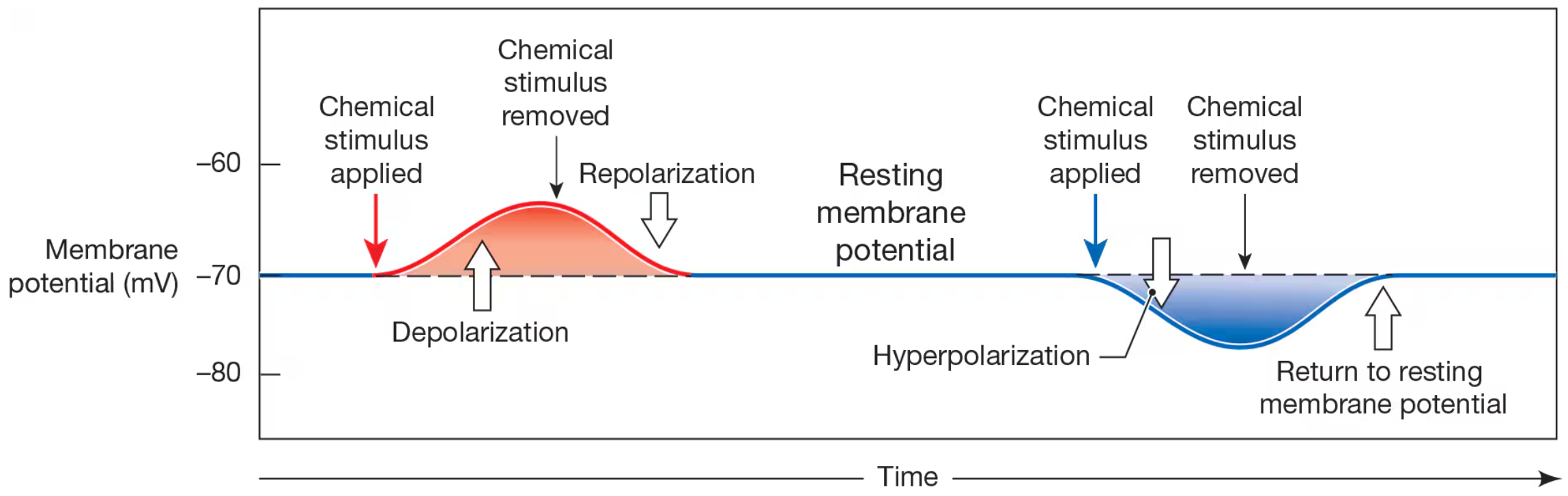 <p>a change in membrane potential fron negative value toward 0 mV</p>