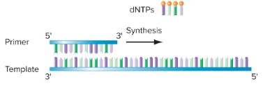 <p>What are the three strict requirements for DNA polymerase action?</p>