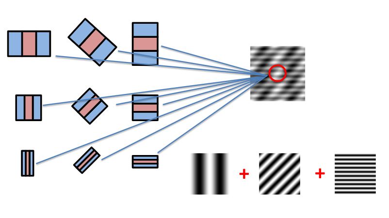 <p><span style="background-color: inherit; line-height: 20.7px; color: windowtext;"><span>Hypercolumns contain neurons tuned to different orientations and spatial frequencies </span></span><span style="line-height: 20.7px; color: windowtext;"><span> </span></span></p><p class="Paragraph SCXO75691151 BCX0" style="text-align: left;"><span style="background-color: inherit; line-height: 20.7px; color: windowtext;"><span>All of these neurons analyse the same patch of visual space</span></span><span style="line-height: 20.7px; color: windowtext;"><span> </span></span></p><p class="Paragraph SCXO75691151 BCX0" style="text-align: left;"><span style="background-color: inherit; line-height: 20.7px; color: windowtext;"><span>-> essentially conduct a local Fourier analysis of the visual space as together they extract spatial frequencies and orientations contained in their local patch </span></span><span style="line-height: 20.7px; color: windowtext;"><span> </span></span></p><p class="Paragraph SCXO75691151 BCX0" style="text-align: left;"><span style="line-height: 20.7px; color: windowtext;"><span>e.g. </span></span><span style="background-color: inherit; line-height: 20.7px; color: windowtext;"><span>Top left neuron reacts, middle neuron reacts and bottom right neuron reacts to this patch of stimulus</span></span><span style="line-height: 20.7px; color: windowtext;"><span> </span></span></p>