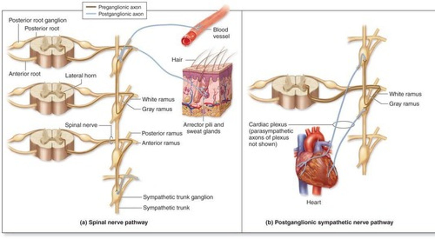 <p>It is also called the visceral nervous system.</p>