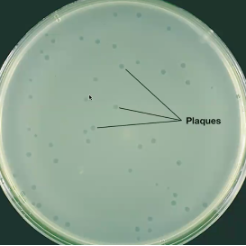 <ul><li><p>Bacteriophages form plaques, which are clearings on a lawn of bacteria on the surface of agar </p><ul><li><p><strong>Each plaque corresponds to a single virus; can be expressed as a PFU </strong></p></li></ul></li><li><p>Plaque assays are used for: </p><ul><li><p>Viral titers </p></li><li><p>Host susceptibility to phage infection </p></li><li><p>Phage virulence </p></li><li><p>Isolation of different phages </p></li><li><p>Generations of BIMs</p></li></ul></li></ul><p></p>