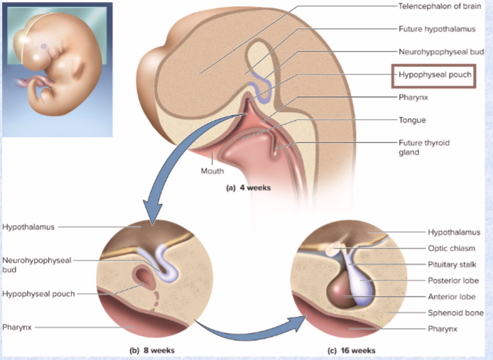 <p>(posterior pituitary)</p><p>downgrowth from brain</p>