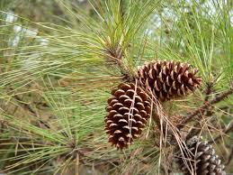 <p>Identify this species</p>