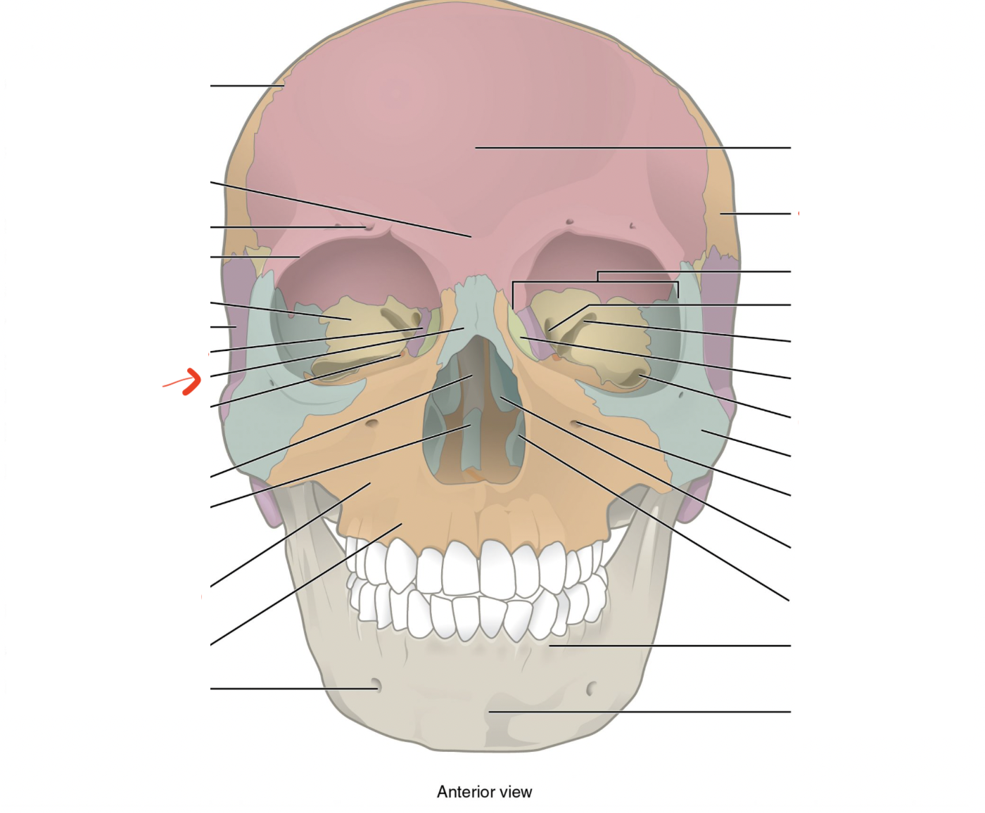 <p>form bridge of nose</p>