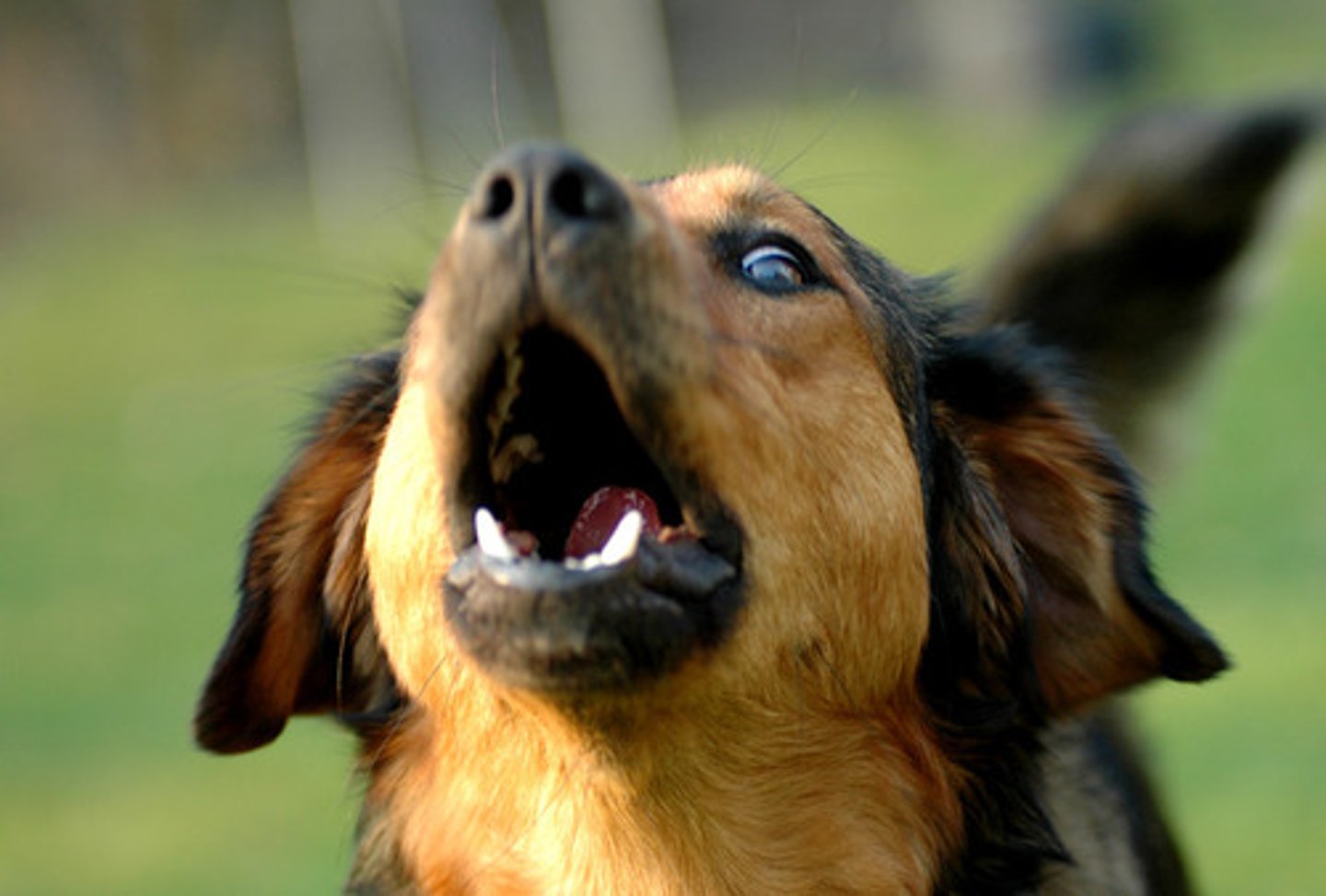 <p>to bark</p>