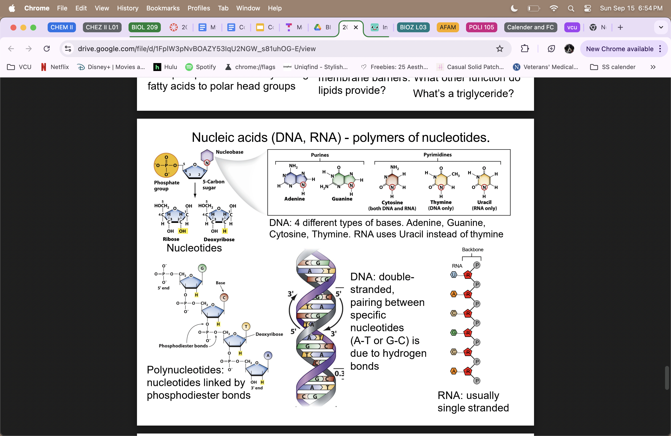 <ul><li><p>DNA = double-stranded, information library (5’ end = phosphate group; 3’ end = hydroxyl group)  </p></li><li><p>RNA = usually single stranded  </p></li><li><p>true polymers </p></li><li><p>Adenine and Guanine (purines) </p></li><li><p>Cytosine, Thymine, uracil=used in RNA instead of T (pyrimidines) </p></li><li><p>phospate group, 5-carbon sugar, and Nucleobase (ATGC)</p></li><li><p>DNA to RNA (transcription) </p></li><li><p>RNA to proteins (translation)  </p></li></ul><p></p>