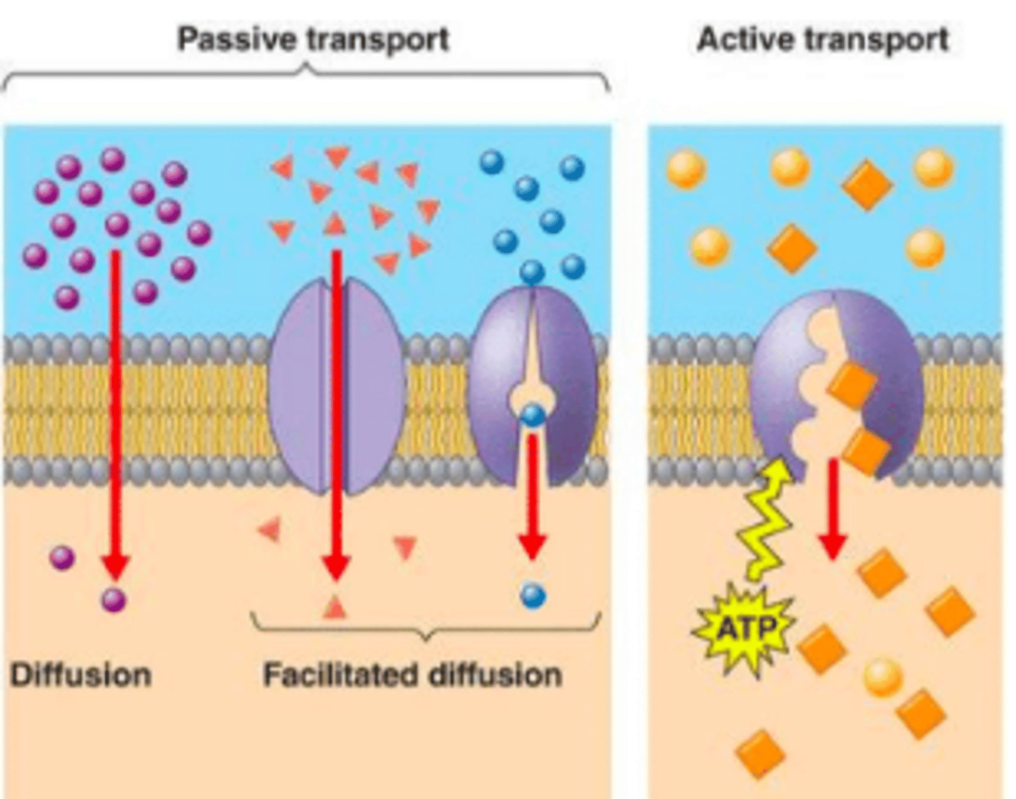 <p>- No energy required for these transport materials</p><p>- The Moving through materials WITH concentration gradient (HIGH TO LOW)</p>